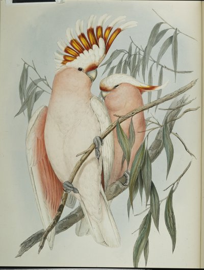 Cacatúa de Leadbeater de John (after) Gould