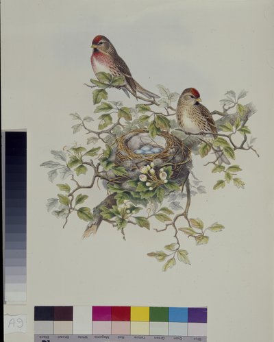 Pardillo Sizerín (Aegiothus Rufescens) (litografía coloreada a mano) de John (after) Gould