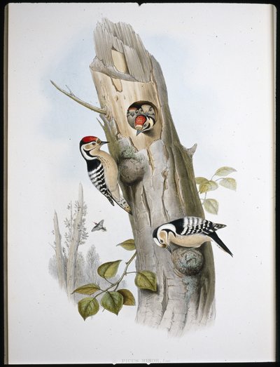 Pico menor (Picus Minor) de John (after) Gould