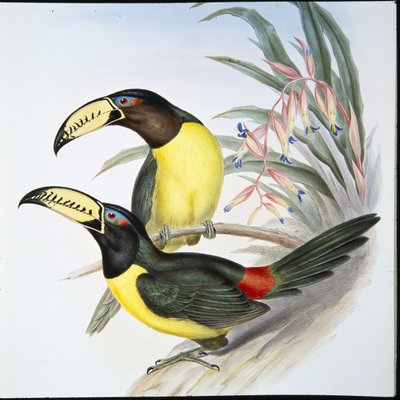 Tucán Aracari con letras (Pteroglossus Inscriptus) de John (after) Gould