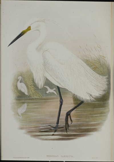 Garceta común (Egretta Garzetta) de John (after) Gould