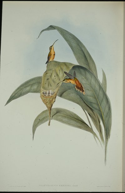 Ermitaño Pequeño (Phaethornis Eremita) de John (after) Gould