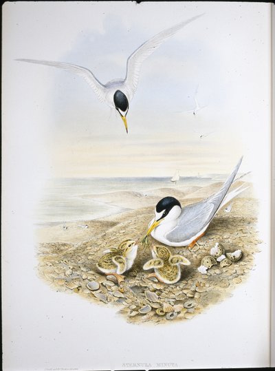 Charrancito (Sternula Minuta) de John (after) Gould