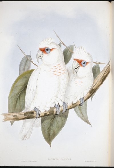 Cacatúa de pico largo de John (after) Gould
