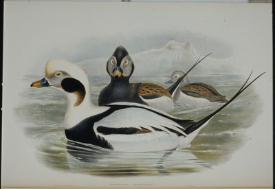 Pato de Cola Larga (Harelda Glacialis) de John (after) Gould