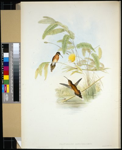 Ermitaño de Longuemare (Phaethornis Longuemareus) (litografía coloreada a mano) de John (after) Gould