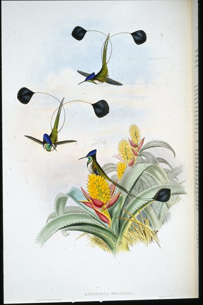 Colibrí maravilloso (Loddigesia mirabilis) de John (after) Gould
