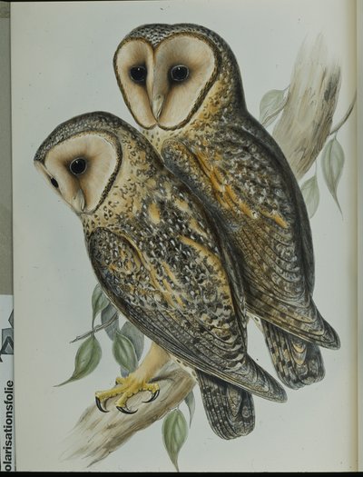 Lechuza Enmascarada (Strix Personata) de John (after) Gould
