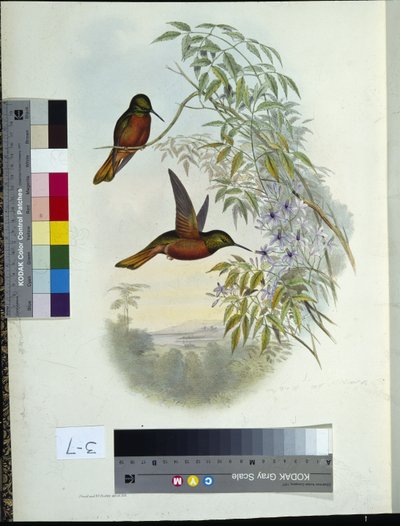 Panoplites de Matthew de John (after) Gould