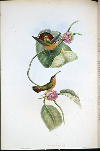 Ermitaño de Mazeppa (Glaucis Mazeppa) de John (after) Gould