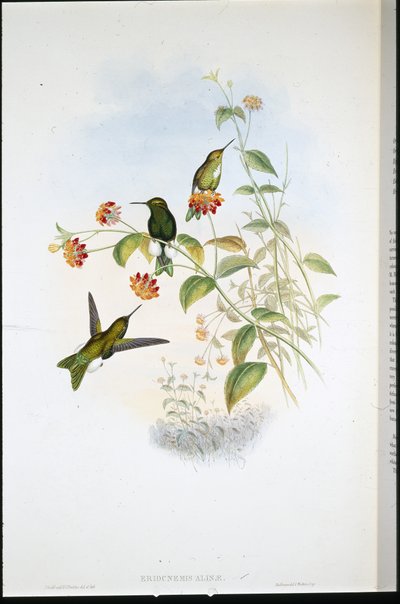 Pata de soplo metálica (Eriocnemis Alinae) de John (after) Gould