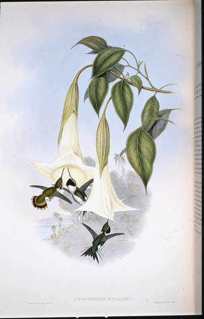 Estrella de madera de Mulsant de John (after) Gould
