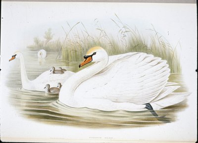 Cisne mudo (Cygnus Olor) de John (after) Gould