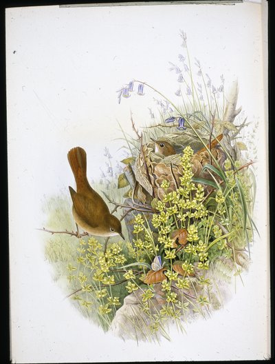 Ruiseñor de John (after) Gould