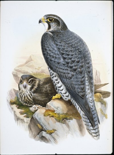 Halcón gerifalte noruego (Falco Gyrfalco) de John (after) Gould