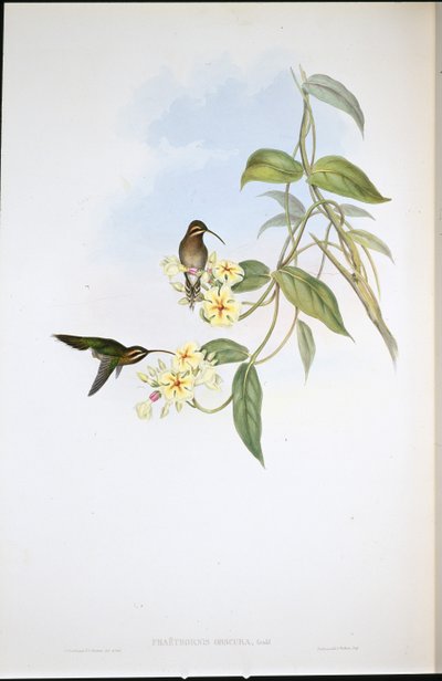 Ermitaño oscuro de John (after) Gould