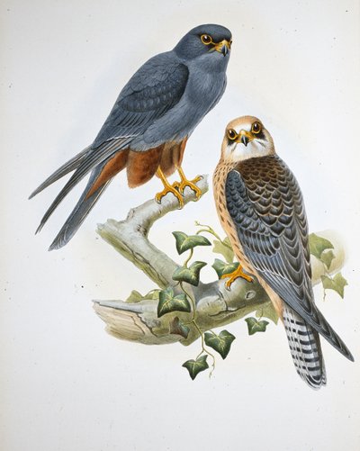 Alcotán de Patas Naranjas (Erythropus Vespertinus) de John (after) Gould