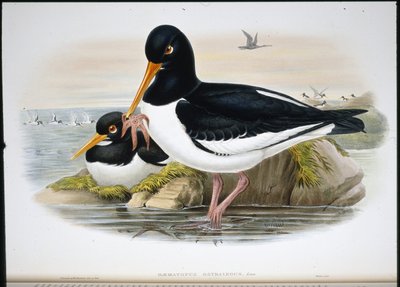 Ostrero (Heamatopus Ostralegus) de John (after) Gould