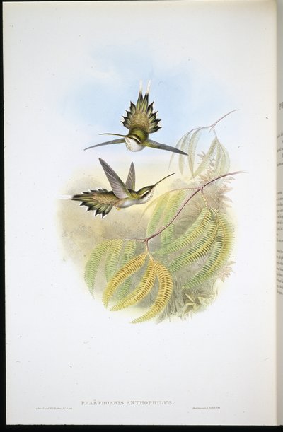 Ermitaño pálido (Phaethornis Anthophilis) de John (after) Gould