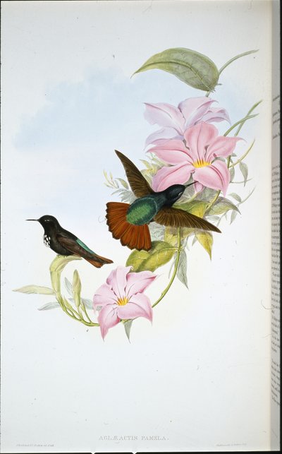 Rayo de sol de Pamela (Aglaeactis Pamela) de John (after) Gould