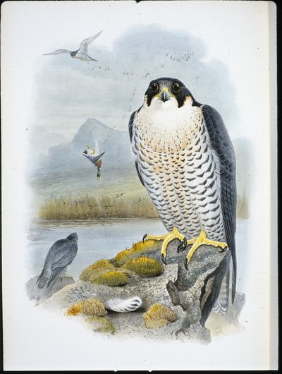 Halcón peregrino (Falco Peregrinus) de John (after) Gould