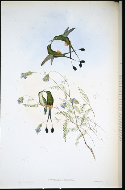 Cola de raqueta peruana (Spathura Peruana) de John (after) Gould