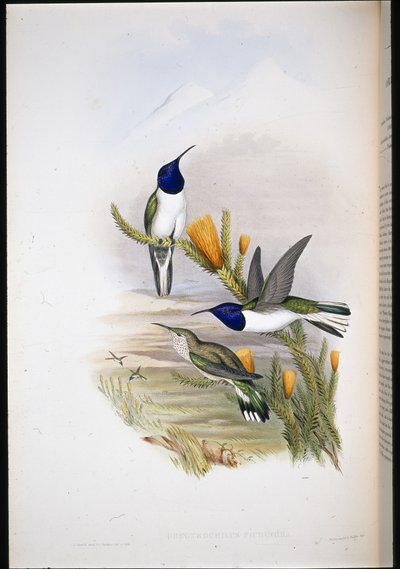 Estrella de colina de Pichincha de John (after) Gould