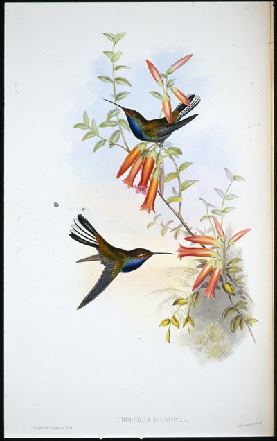 Colibrí de cola pía (Urochroa Bougieri) de John (after) Gould