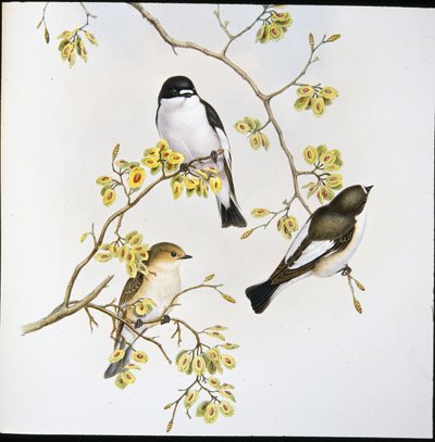 Papamoscas cerrojillo (Muscicapa Atricapilla) de John (after) Gould