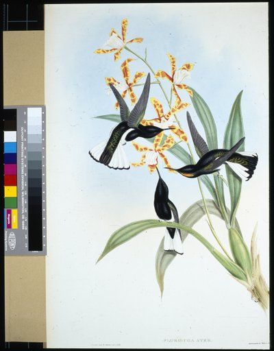 Jacobin pío (florisuga ater) de John (after) Gould