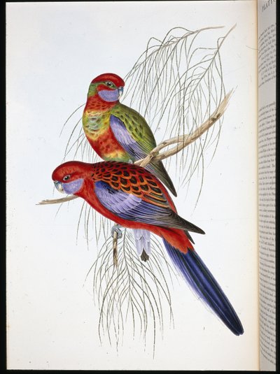Platycercus pennantii (litografía coloreada a mano) de John (after) Gould