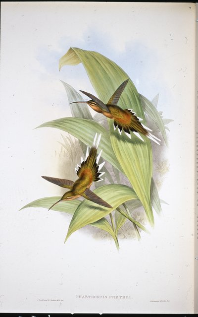 Ermitaño de Pretre (Phaethornis Pretrei) de John (after) Gould