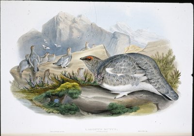 Perdiz Nival (Plumaje de Otoño) (Lagopus Mutus) de John (after) Gould