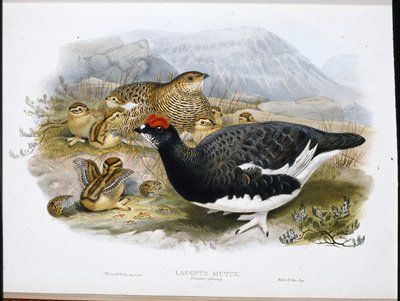 Perdiz nival (plumaje de verano) (Lagopus Mutus) de John (after) Gould