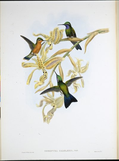 Colibrí de Garganta Púrpura (Oreopyra Calolaema) de John (after) Gould