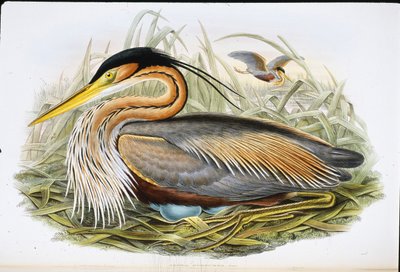 Garza Imperial (Ardea Purpurea) de John (after) Gould