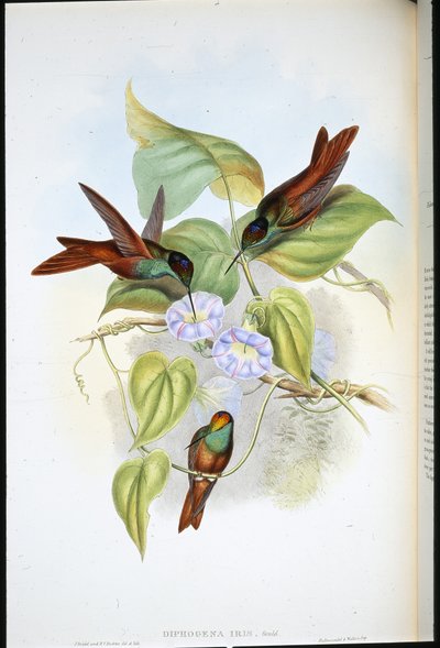 Arco iris (Diphogena Iris) de John (after) Gould