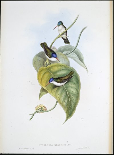 Corona azul de pico rojo (Cyanomyia Quadricolor) de John (after) Gould