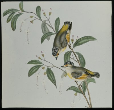 Pardalote de garganta roja (Pardalotus rubricatus) de John (after) Gould