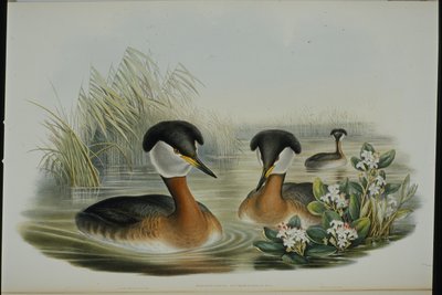 Somormujo cuellirrojo (Podiceps Rubricollis) de John (after) Gould
