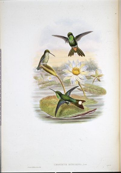 Colibrí de punta blanca con ventilación roja (Urosticte Ruficrissa) de John (after) Gould