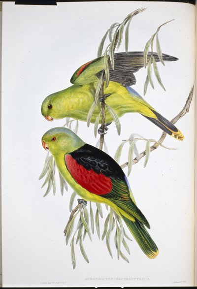 Lori de alas rojas (Aprosmictus Erythropterus) de John (after) Gould