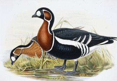 Ganso de Pecho Rojo (Bernicla Ruficollis) de John (after) Gould