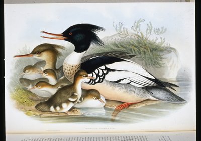 Serreta mediana (Mercus Serrator) de John (after) Gould