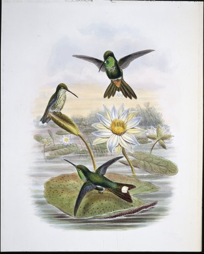 Punta blanca de ventilación roja de John (after) Gould