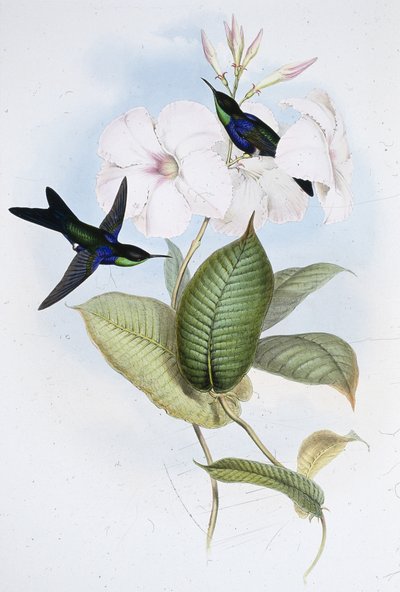 Panoplites Refulgente (Thalurania Refulgens) de John (after) Gould