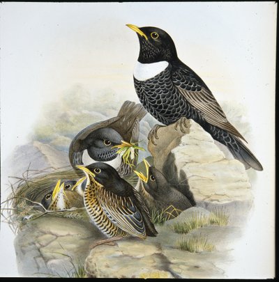 Mirlo capiblanco (Mer Ulatorquata) de John (after) Gould