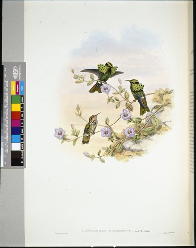 Coqueta de Roraima (lophornis pavoninus) de John (after) Gould