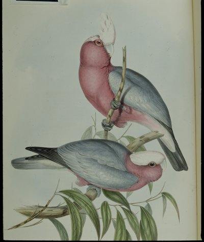 Cacatúa de pecho rosa (Cacatua Eos) de John (after) Gould