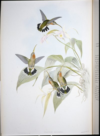 Ermitaño de Rucker (Glaucis ruckeri) de John (after) Gould